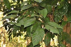 Baccaurea ramiflora